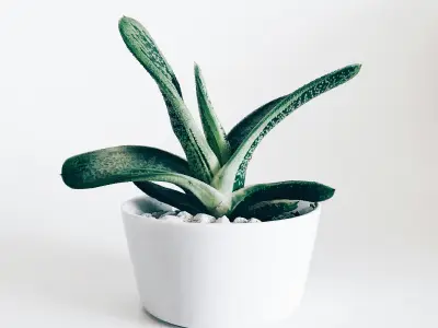 九游